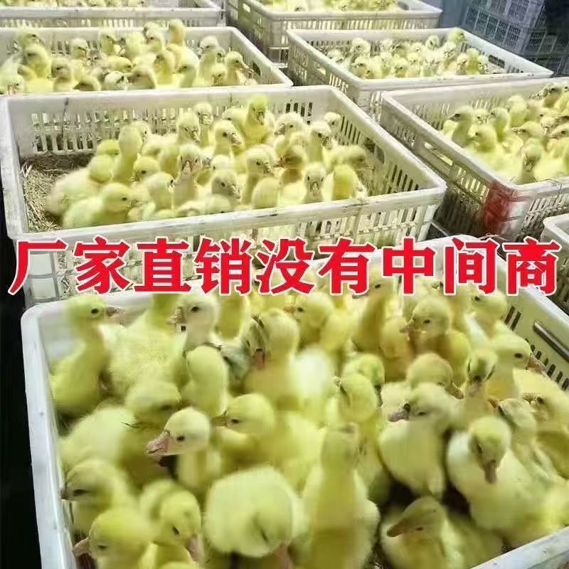 正宗泰州鹅苗大种泰州鹅苗厂家直销欢迎实地考察防疫齐全