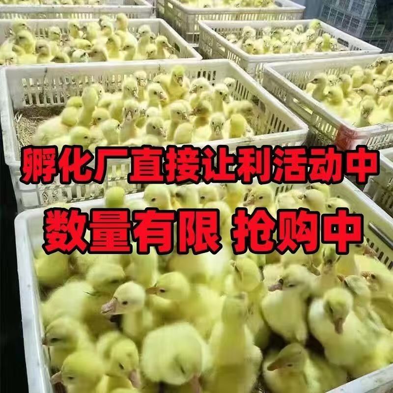 正宗泰州鹅苗大种泰州鹅苗厂家直销欢迎实地考察防疫齐全