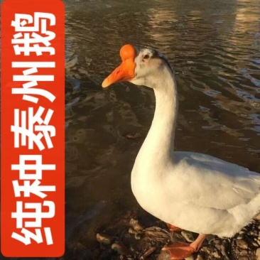 正宗泰州鹅苗大种泰州鹅苗厂家直销欢迎实地考察防疫齐全