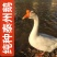 正宗泰州鹅苗大种泰州鹅苗厂家直销欢迎实地考察防疫齐全