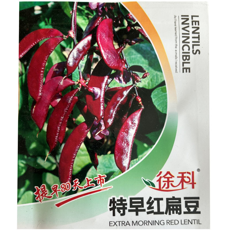 特早红扁豆种子籽早熟高产紫眉豆肉紫豆角种孑四季阳台庭院