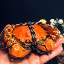 【诚信卖家】大闸蟹蟹卡大量有货产地直发品质保证