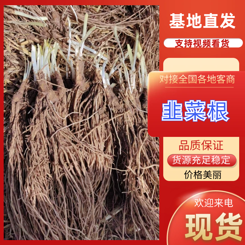 韭菜苗大量供应电商韭菜根产地直销量大质优欢迎咨询采购