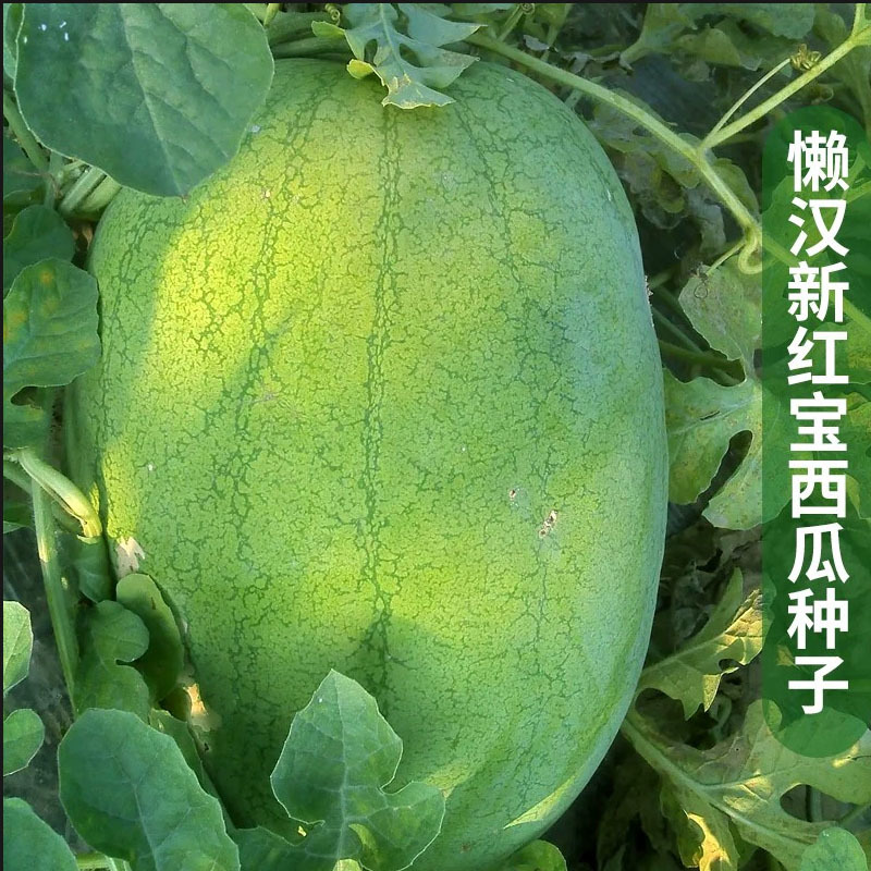 懒汉欣研红宝西瓜种子绿皮大果少籽含糖量高春季四季巨型