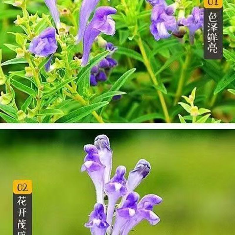 黄芪籽大量有货产地直供品质保证服务周到