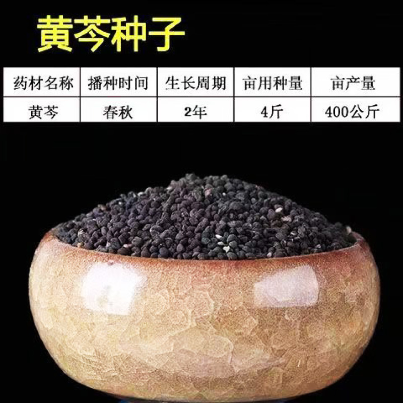 黄芪籽大量有货产地直供品质保证服务周到