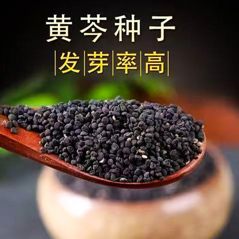 黄芪籽大量有货产地直供品质保证服务周到