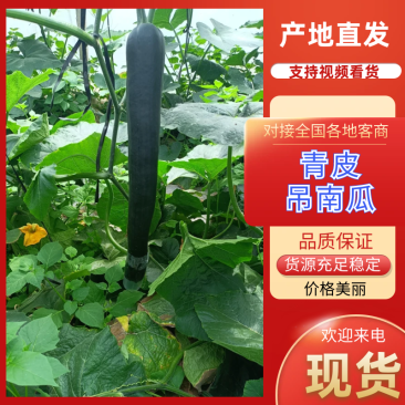 【精品】青皮吊南瓜长条南瓜基地直供货源充足现货速发
