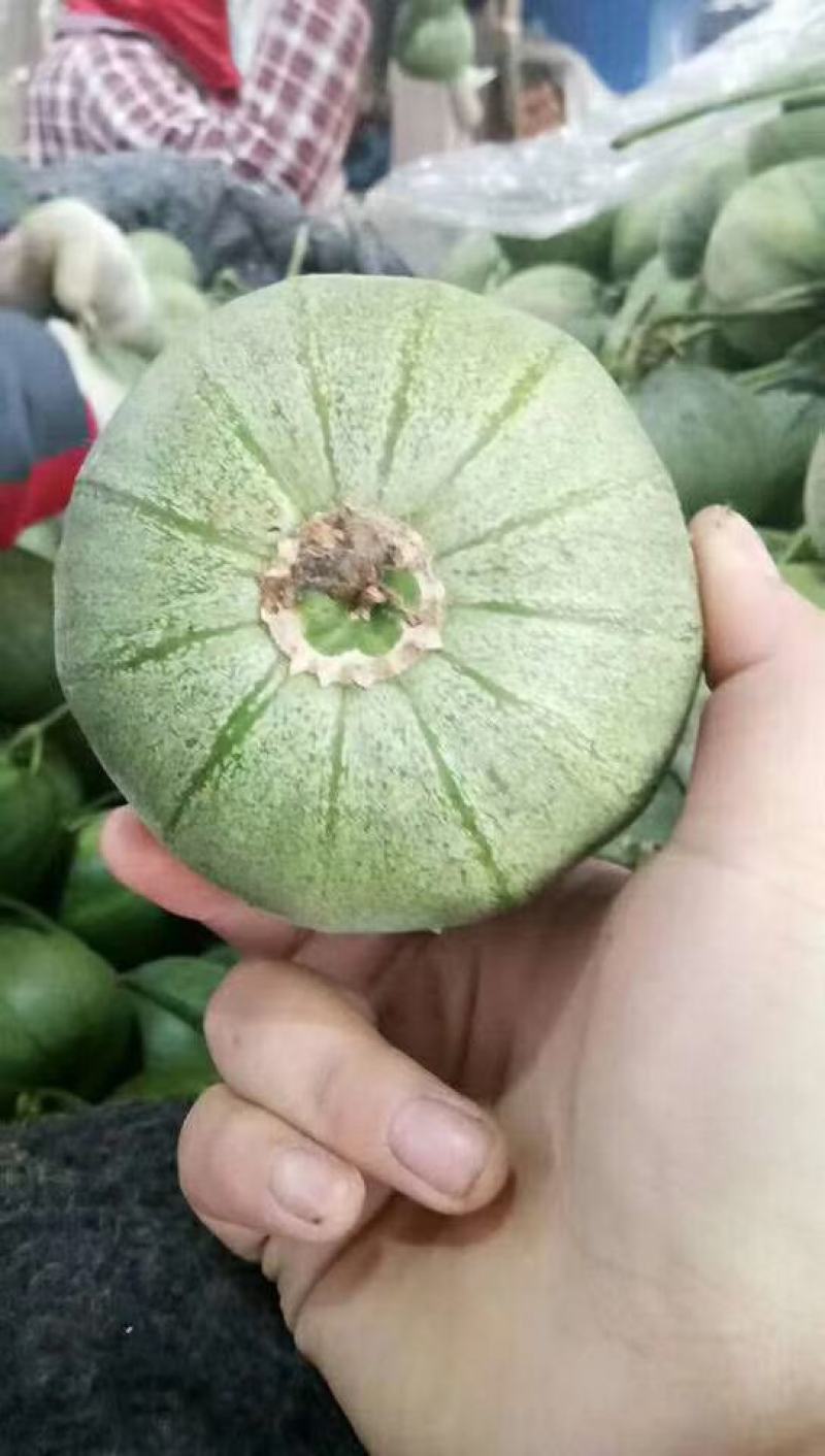 莘县绿宝大量供货品质保证欢迎来电洽谈对接市场商超