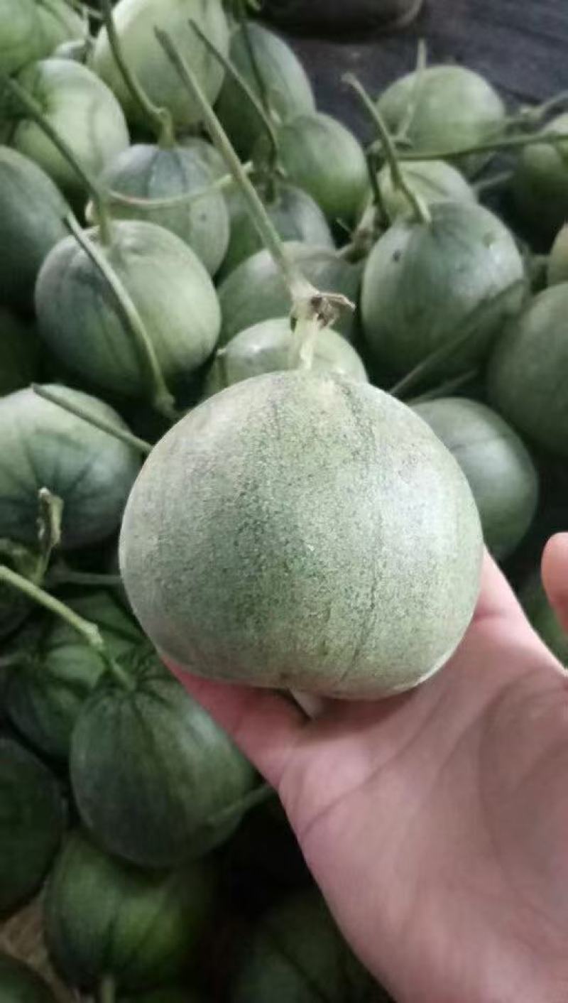莘县绿宝大量供货品质保证欢迎来电洽谈对接市场商超