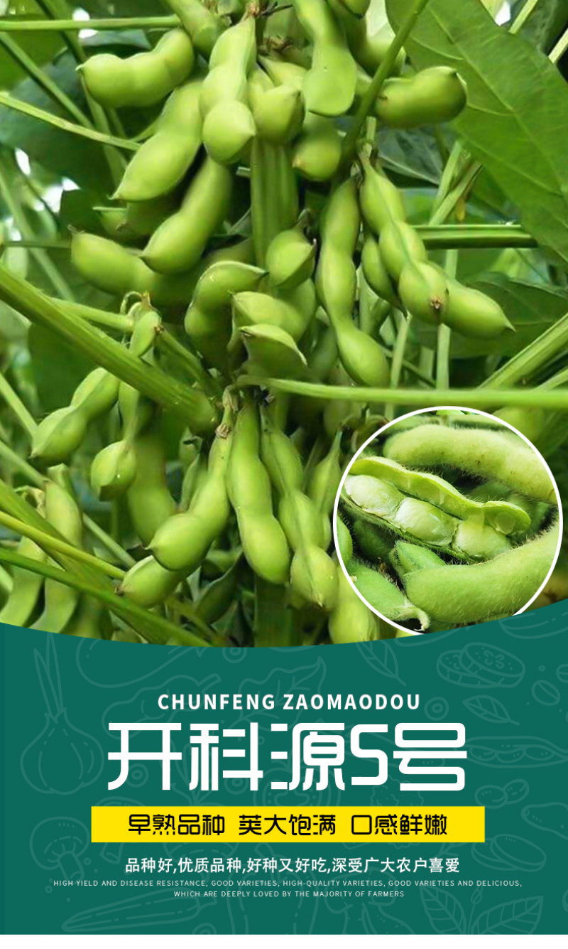 开科源5号-毛豆种子早熟高产毛豆