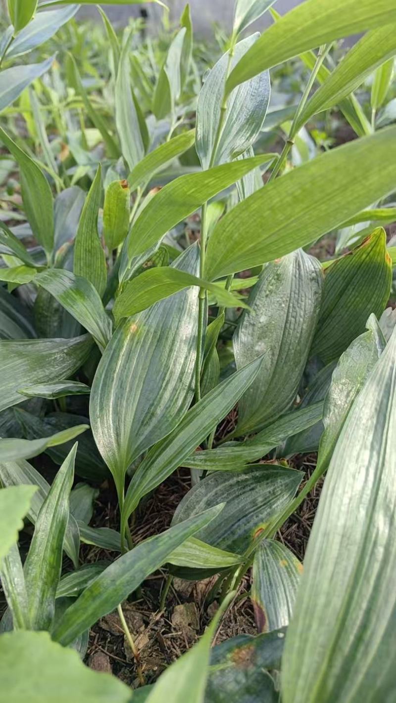【推荐】多花不倒苗黄精籽育苗基地直销技术指导视频看货