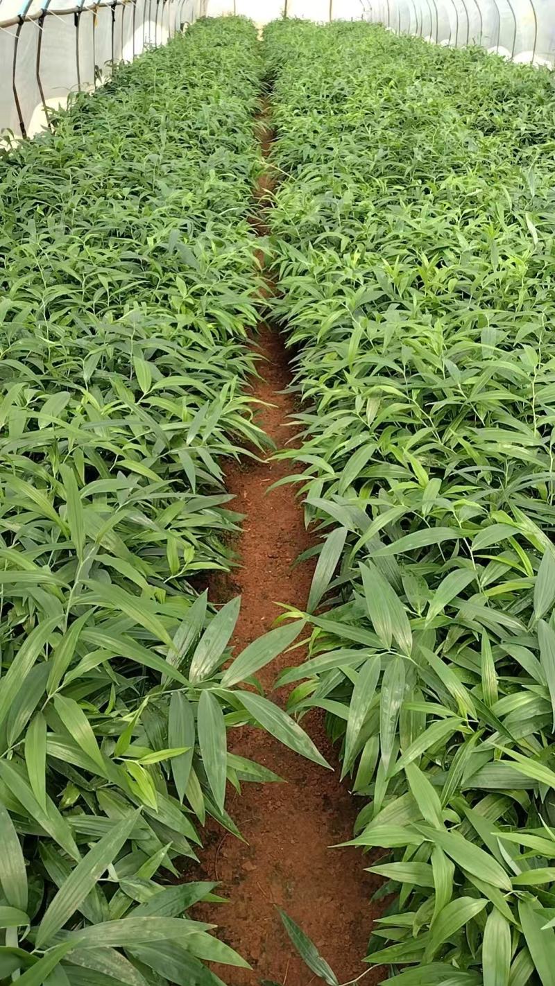 【推荐】多花不倒苗黄精籽育苗基地直销技术指导视频看货