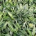 【推荐】多花不倒苗黄精籽育苗基地直销技术指导视频看货