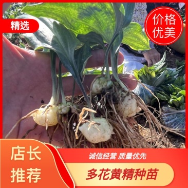 【推荐】多花不倒苗黄精籽育苗基地直销技术指导视频看货