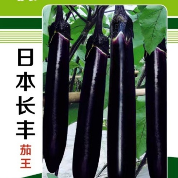 日本长丰茄子种子日本引进早熟长茄种子10克