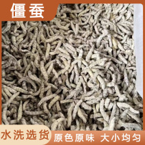 僵蚕新货无硫净货僵蚕规格齐全可供大货量大从优
