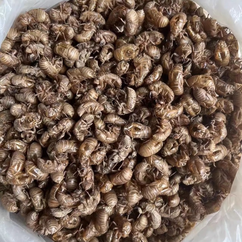 蝉蜕精品原产地直供货源充足保障