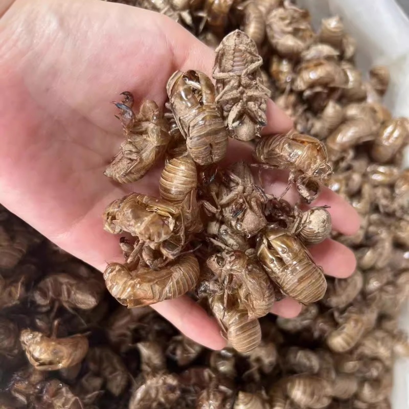 蝉蜕精品原产地直供货源充足保障