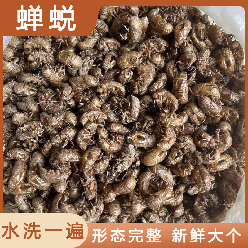 蝉蜕精品原产地直供货源充足保障