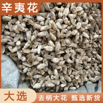 辛夷花各种中药材名贵药材冷背药材批发