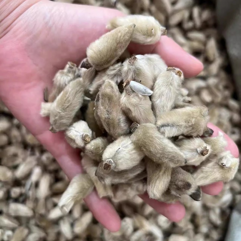 辛夷花各种中药材名贵药材冷背药材批发