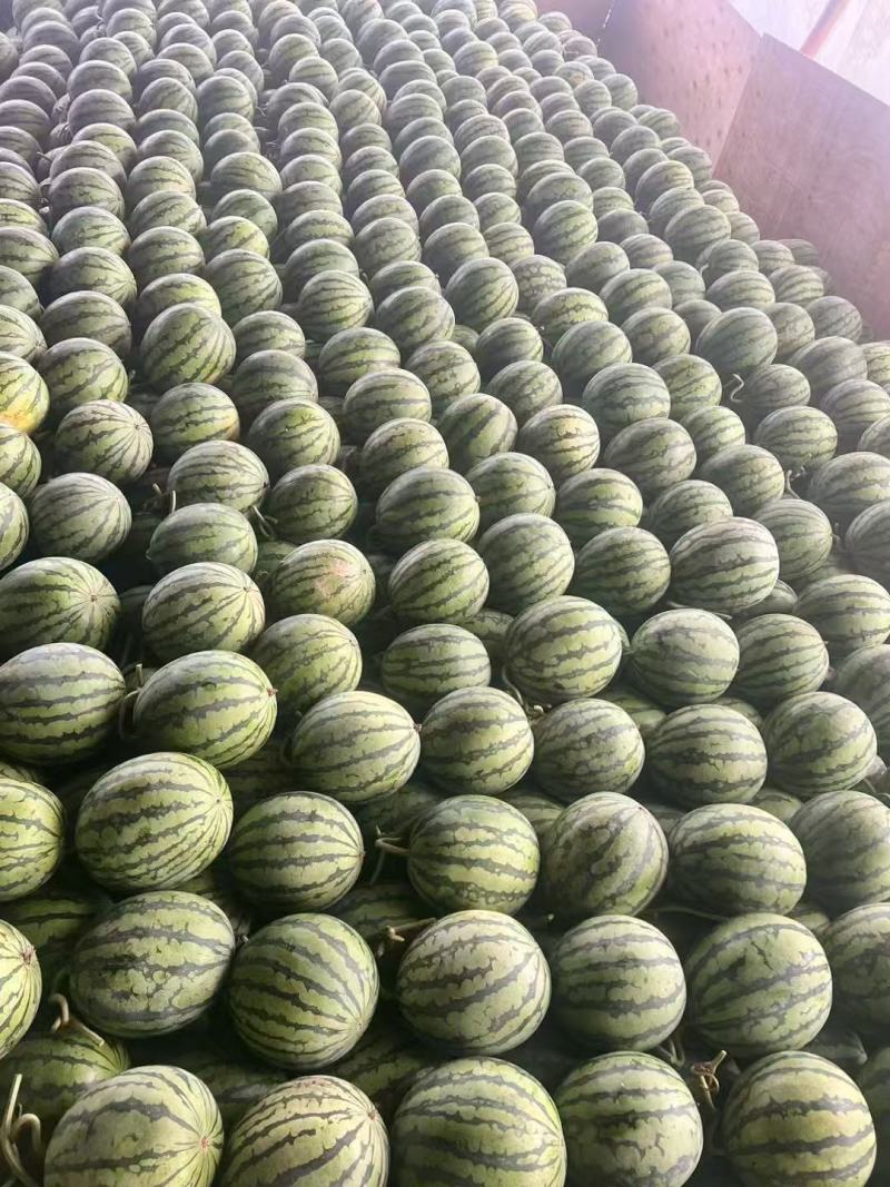 精品美都西瓜皮薄肉红糖分高基地直发量大从优