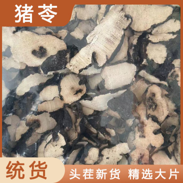 猪苓切片地道药材实物拍摄批发各种中药材品种齐全