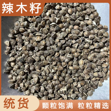 中药材批发辣木籽产地直售批发价格店铺有千种药材