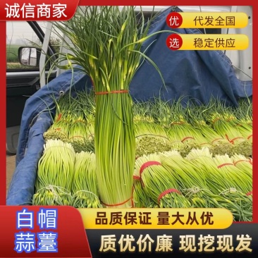 蒜苔货优量足量大从优一手货源基地直发视频看货欢迎电话联系
