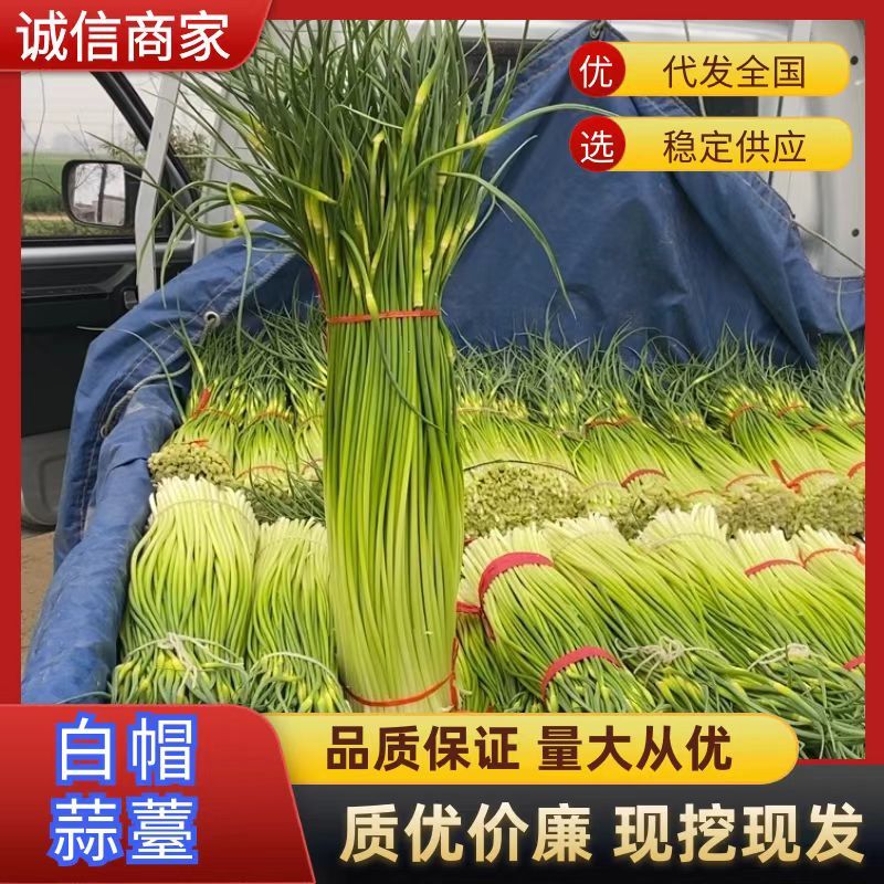 蒜苔货优量足量大从优一手货源基地直发视频看货欢迎电话联系