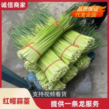 新鲜蒜薹红帽蒜薹无水分诚信经营全国可发货