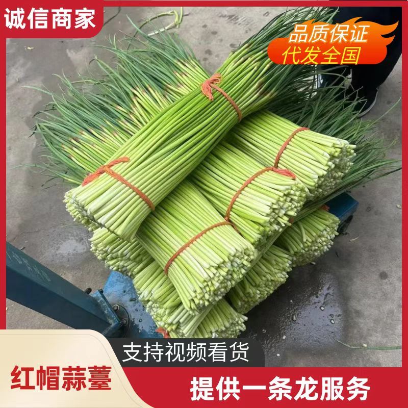 新鲜蒜薹红帽蒜薹无水分诚信经营全国可发货