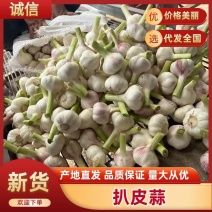 河南周口新蒜扒皮蒜产地直发对接电商市场加工厂保