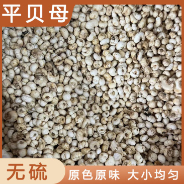 贝母平贝母产地直发货好正宗平贝母批发