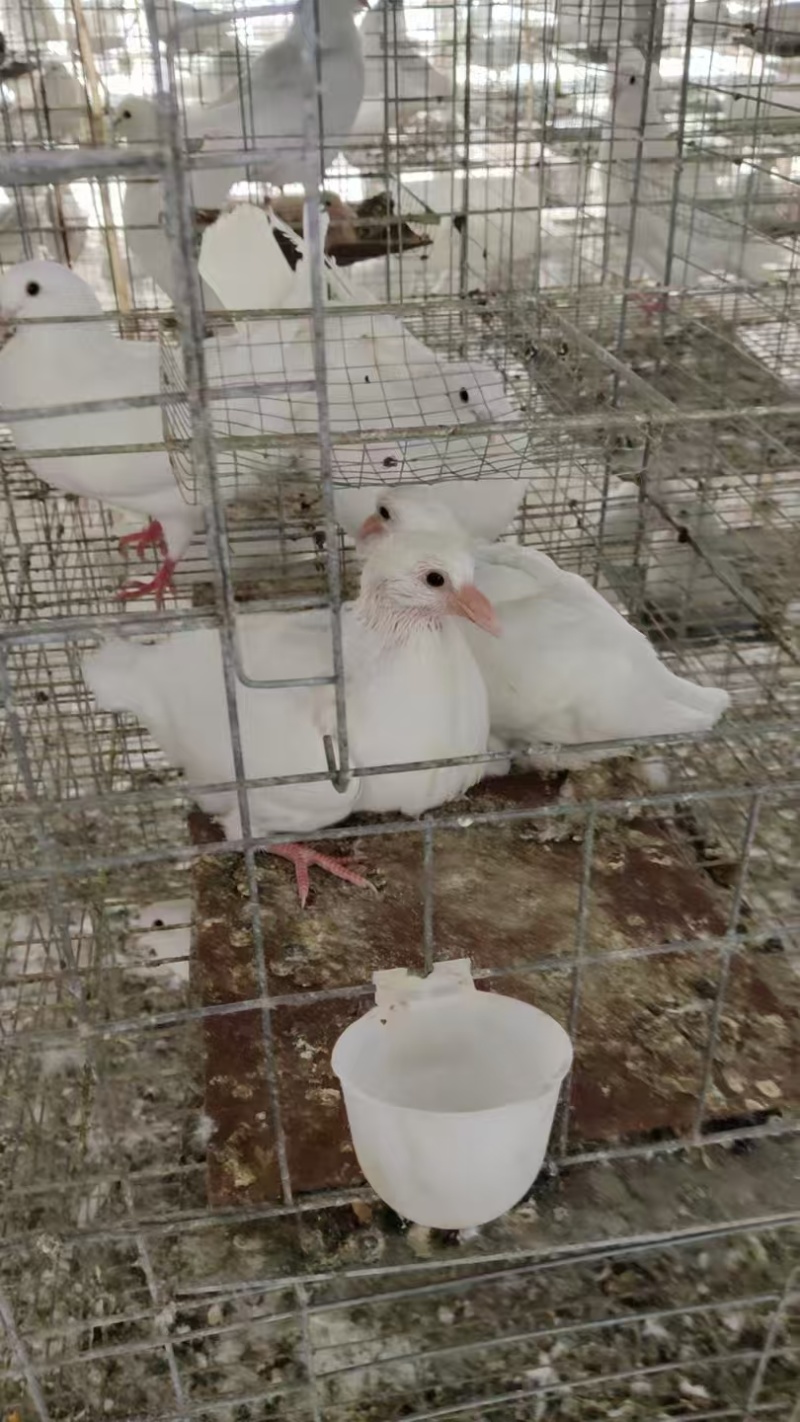 【现货直发】广东白王鸽可视频看货品质保证可发全国