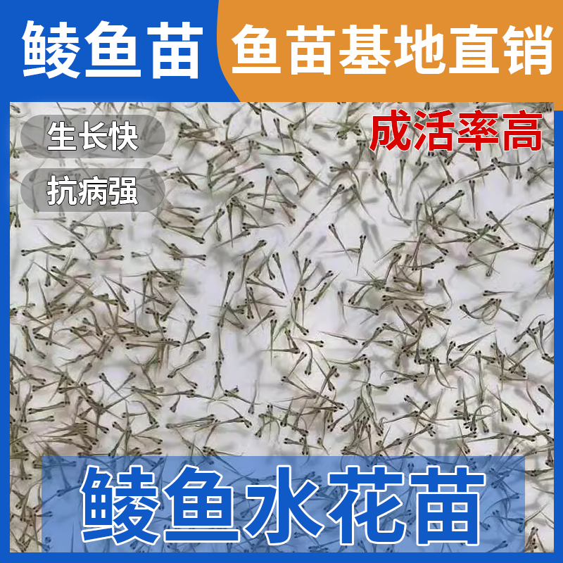 鲮鱼水花苗