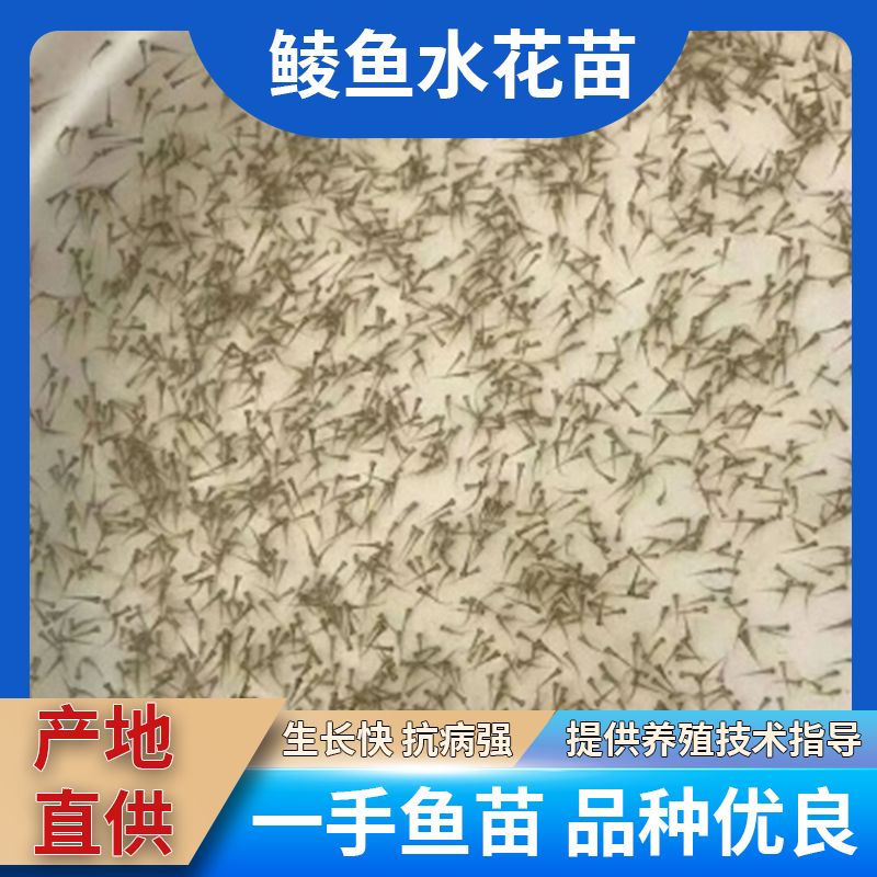 鲮鱼水花苗