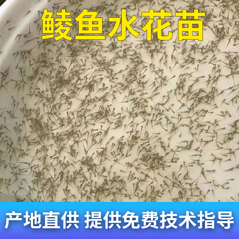 鲮鱼水花苗