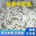 鲮鱼水花苗