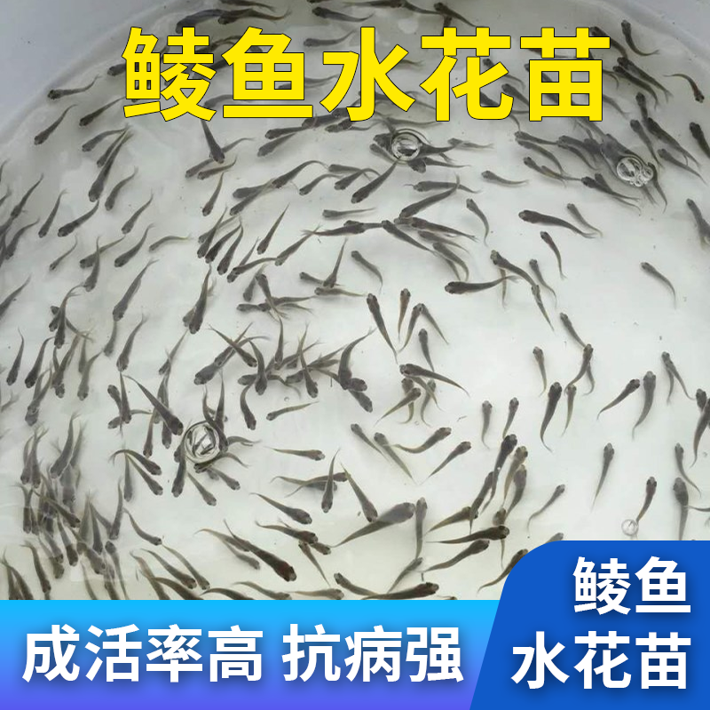 鲮鱼水花苗