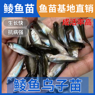 鲮鱼苗乌子苗