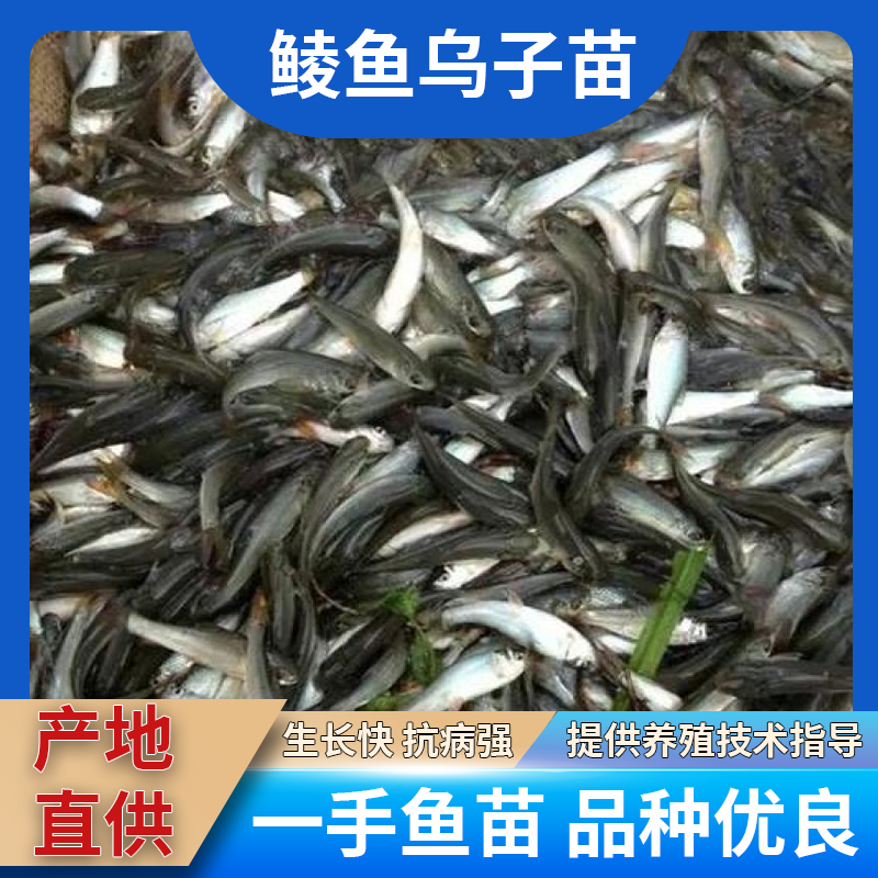 鲮鱼苗乌子苗