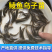 鲮鱼苗乌子苗