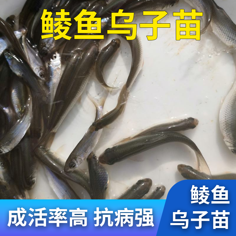 鲮鱼苗乌子苗