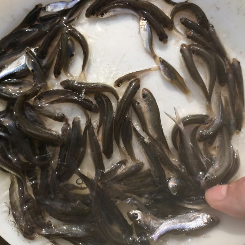 鲮鱼苗乌子苗