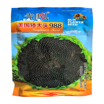 美国矮大头油葵种子葵花籽高产防鸟出油率高向日葵种子