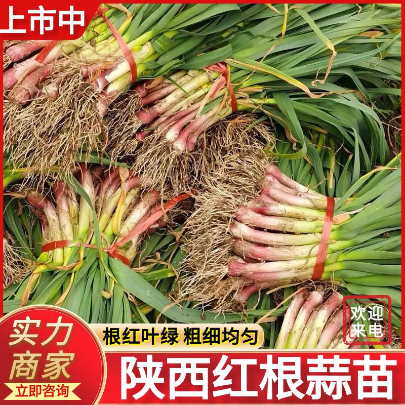 陕西蒜苗城固红根蒜苗叶绿，根红，产地直发40~45cm