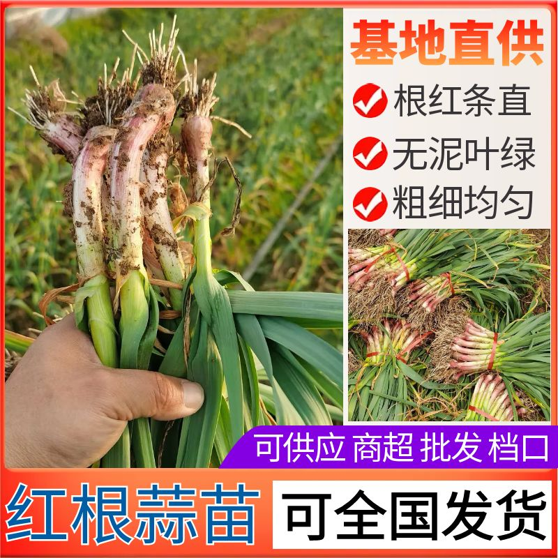陕西蒜苗城固红根蒜苗叶绿，根红，产地直发40~45cm