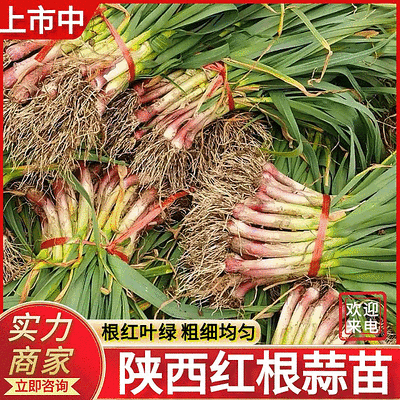 陕西蒜苗城固红根蒜苗叶绿，根红，产地直发40~45cm